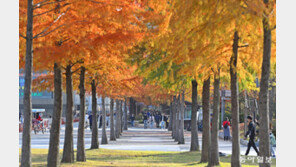 울긋불긋 단풍 보며 깊어가는 가을을 느껴요