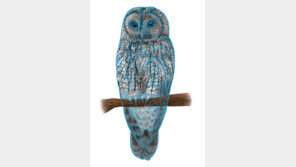 [신문과 놀자!/별별과학백과]손끝으로 보는 천연기념물… ‘그림 점자’ 덕분이죠