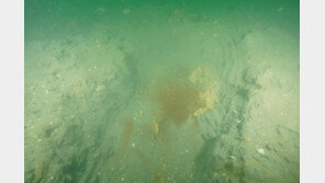 태안서 고려 난파선 흔적 또 발견 “1150~1175년경 침몰 추정”