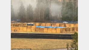 총성과 함께 쓰러진 300마리 타조…캐나다서 무슨 일?