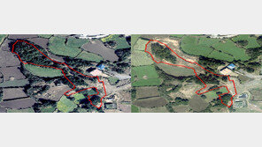 나무 1200그루 자르더니 땅 쪼개기…60대 부동산개발업자 구속