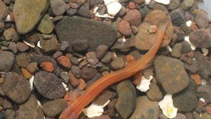 통영 사량도서 희귀 어류 ‘주홍미끈망둑’ 서식지 확인