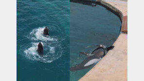 마음 짠한 폐동물원 범고래 모자…‘드론 손님’ 뜨자 묘기