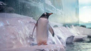 “펭귄이 자연광 없는 지하에 있어”…런던 아쿠아리움 논란