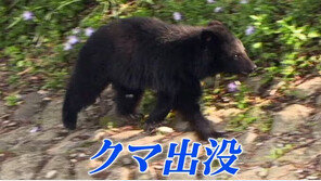 日 올해만 13명, 곰 습격받아 숨졌다…경찰 사살 허용