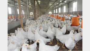 중국산 열처리 가금육서 AI ‘유전자’ 검출…정부, 검역 강화 조치