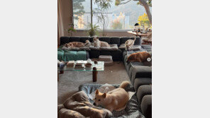 이효리♥이상순, 아늑한 60억 단독주택 내부…반려견들과 평온한 일상