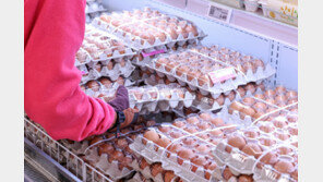 평택 산란계 농장서 고병원성 AI항원 발견…당국 “이동 제한”