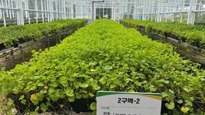 전남산림연구원, 케이-뷰티 이끌 병풀 신품종 개발