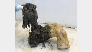 4만 년 된 ‘냉동 매머드’ RNA 분석했더니… 죽기 전 ‘스트레스’ 받았다