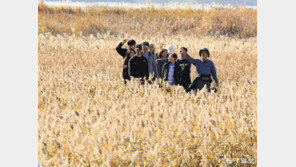 가을 햇살에 황금빛으로 빛나는 갈대