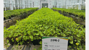 ‘K뷰티 핵심’ 병풀, 신품종-재배법 개발 추진