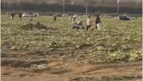 “배추 공짜” 가짜영상에 수백명 우르르…2억어치 털렸다