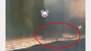 붕어빵 보관대 위에 쥐가…“비닐 두드려도 꿈쩍 안해” [e글e글]