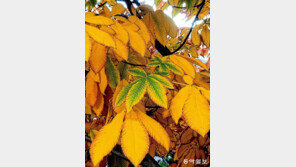 [고양이 눈]계절의 수순