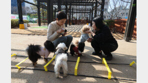 22일 동명대 캠퍼스서 ‘반려동물 운동회’