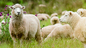 고급 호텔 숙면의 비밀은? 사계절 사용 가능한 호주산 양모이불!