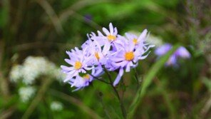 감기 걸렸다면 천연 진해거담제 ‘개미취’