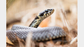 ‘바람만 스쳐도 아픈’  통풍, 뱀 배설물이 해결의 열쇠?