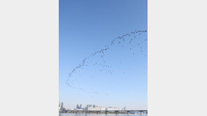 [고양이 눈]기러기가 그린 하늘