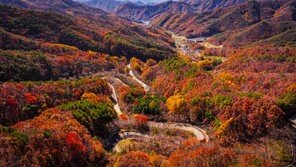 울긋불긋 도마령… 영동 가을 분수령