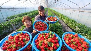 “명품 함양 딸기 맛 보이소”