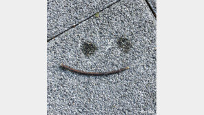 [고양이 눈]우연의 선물