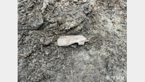 1600년前 ‘백제 문자’ 나왔다…양주 대모산성서 가장 오래된 목간 출토