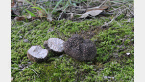 “국내산 트러플 나왔다”…한국서 버섯 유전자 181종 최초 발견