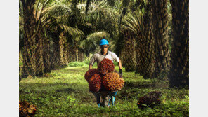 포스코인터, 인니 팜 기업 1.3조원에 인수