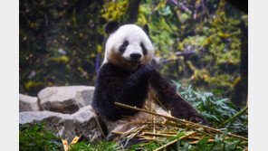 中 매체, ‘日과 판다 외교 중단 가능성’ 잇따라 제기