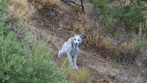 “사람 얼굴이 보이네”…스페인에서 포착된 희귀 동물