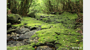 이끼, 우주서 9개월 생존… ‘우주농업’ 단서 되나