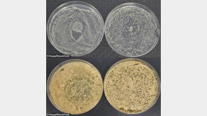 전자담배 흡입구 ‘세균 득실’…공중화장실 변기보다 3000배 더럽다