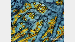 美워싱턴주 노인, 조류인플루엔자 감염돼 숨져…H5N5형 첫 사례