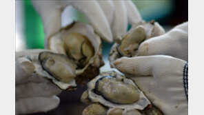 “18개월 아기에게 생굴 먹여 장염 걸리게 한 시모…고소할 것”