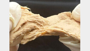 고기 맛 나는 곰팡이… 먹는 시기 빨라지나