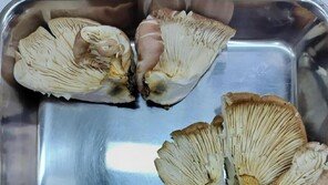 “AI가 식용 버섯이랬는데”…믿고 먹었다가 구토하며 응급실행