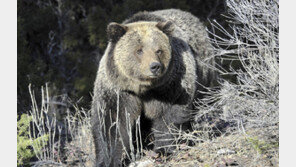 일본 이어 캐나다도 ‘곰 공포’…현장학습 중 아이들 덮쳐