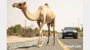 신형 카이엔, ‘아이콘즈 오브 포르쉐’서 극한의 사막 질주 