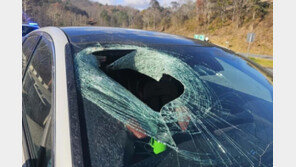 하늘서 고양이 뚝, 달리던 차 날벼락…범인은 흰머리수리였다