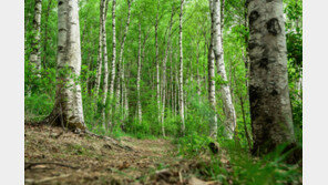 1만년前 석기시대에 ‘껌’ 씹었다…타르에 10대女 타액 흔적