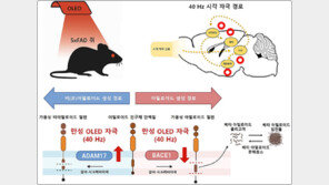 “알츠하이머 쥐에 적색 빛 쬐니 기억력 향상”
