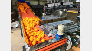 냉랭한 한반도 풀어준 ‘비타민C 외교’ 부활