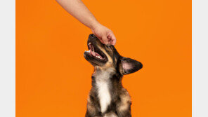 반려가구 591만 시대에도 어려운 동반 외출…큐레이션 서비스로 개선한다 [서울과기대 x 글로벌 뉴스]