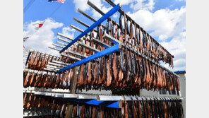 통통해진 구룡포 과메기, 올겨울 입맛 저격