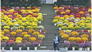 교정 메운 국화향에 즐거운 걸음
