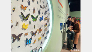 알록달록 예쁜 나비들 왜 사라졌을까?