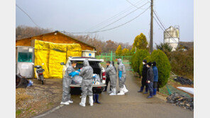 당진시 송산면 ASF 확진…48시간 이동중지, 1423두 살처분