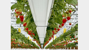 농업도 ‘데이터 전쟁’… 스마트팜이 한국 농업 다시 설계한다